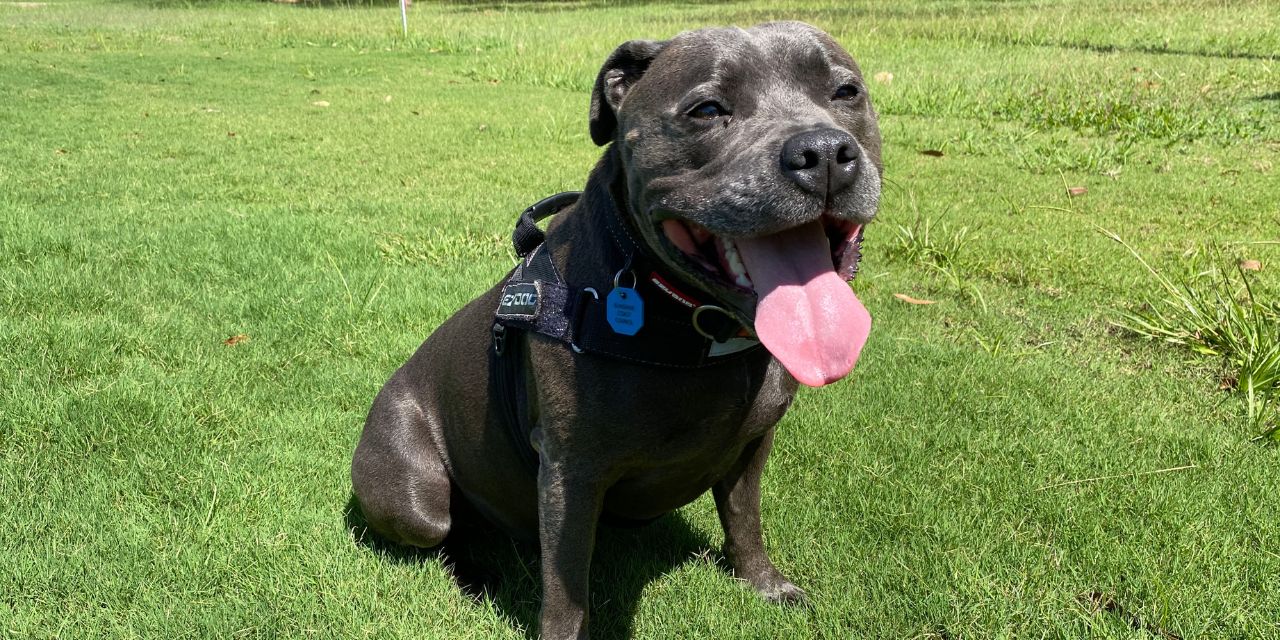 Yandina Dog Exercise Area Have Your Say